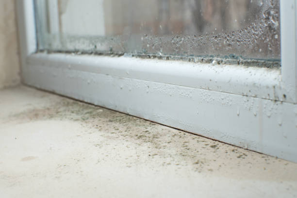 Best Commercial Mold Remediation in Redland, AL